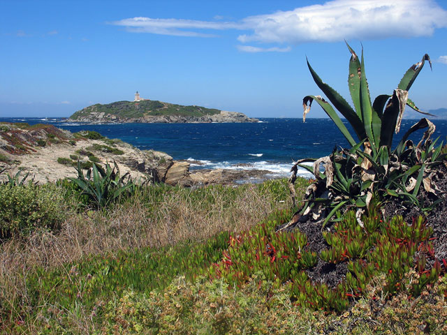 Agave americana