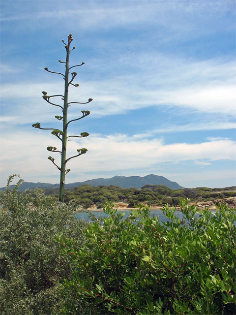 Agave americana