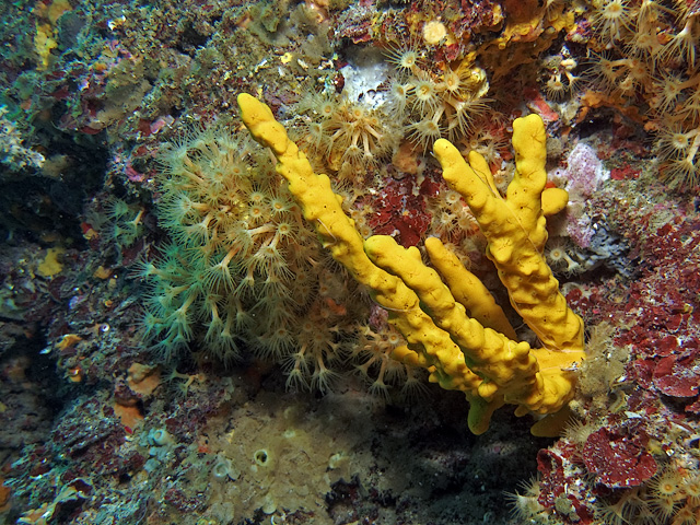 Axinella polypoides