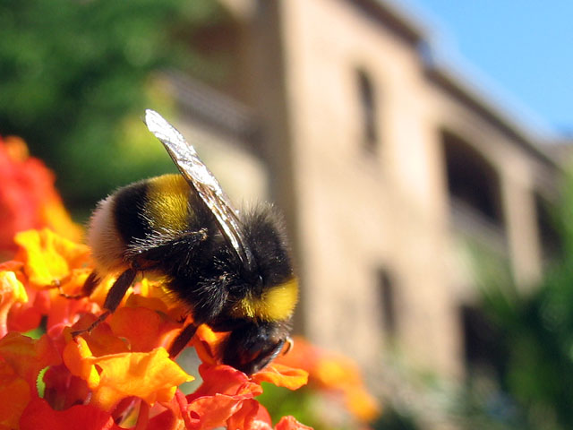 Bombus terrestris, le bourdon terrestre