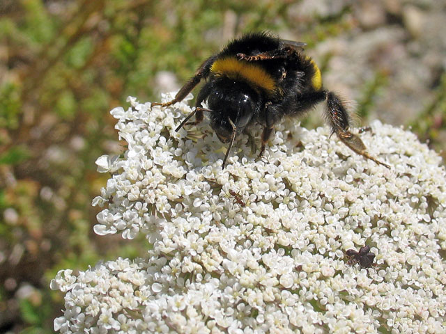 Bombus terrestris, le bourdon terrestre