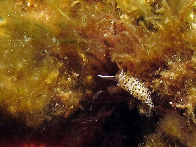 Caloria elegans