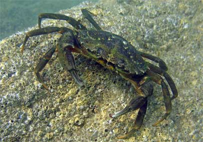 Carcinus maenas