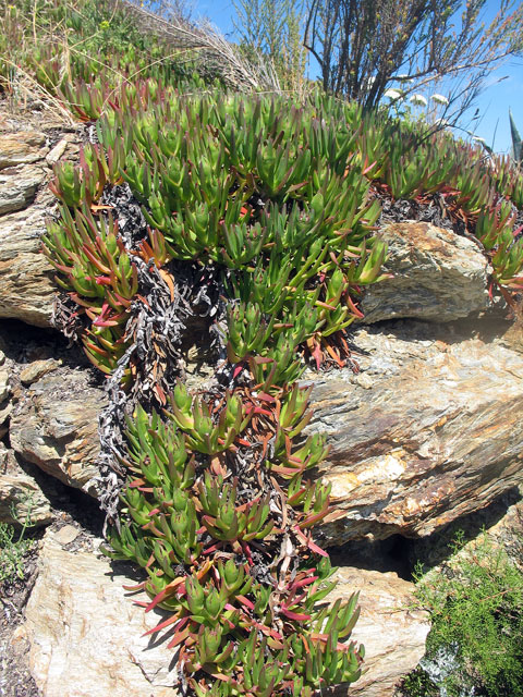 Carpobrotus edulis, figue des Hottentots