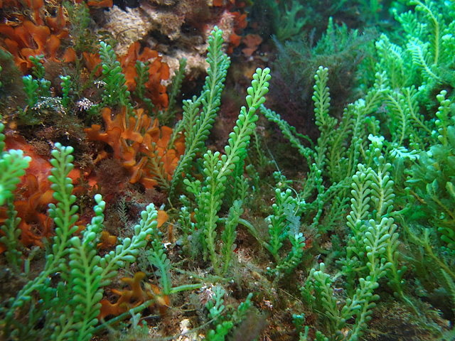 Caulerpa racemosa