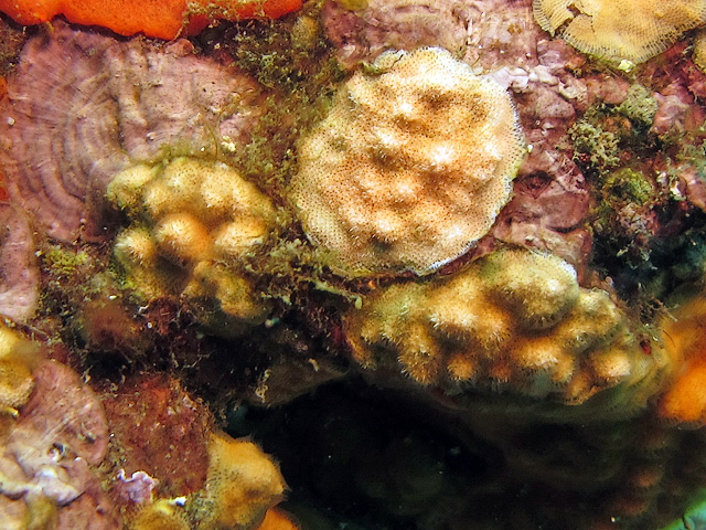 Cellepora pumicosa