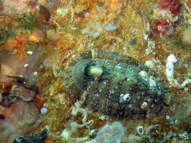 Chiton olivaceus