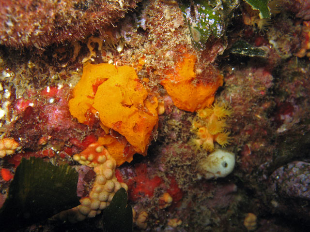 Clathrina rubra