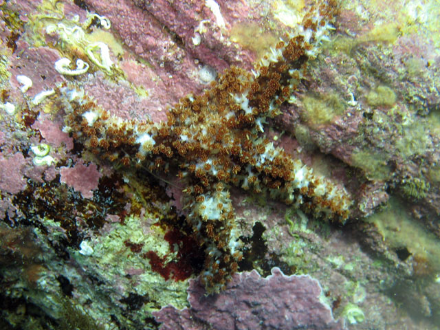 Coscinasterias tenuispina