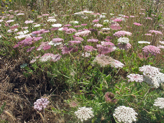 Daucus_gummifera, carotte à gomme