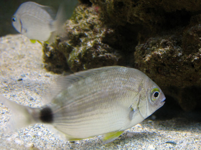 Diplodus annularis