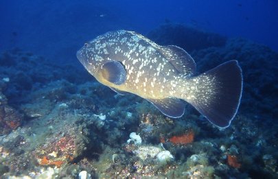 Epinephelus guaza