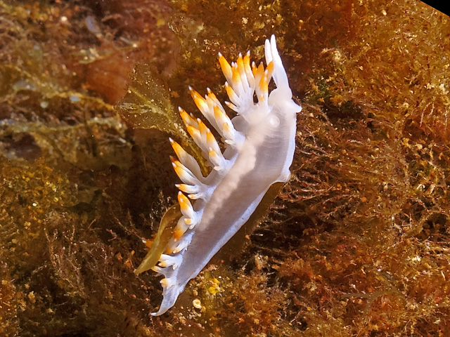 Flabellina babai