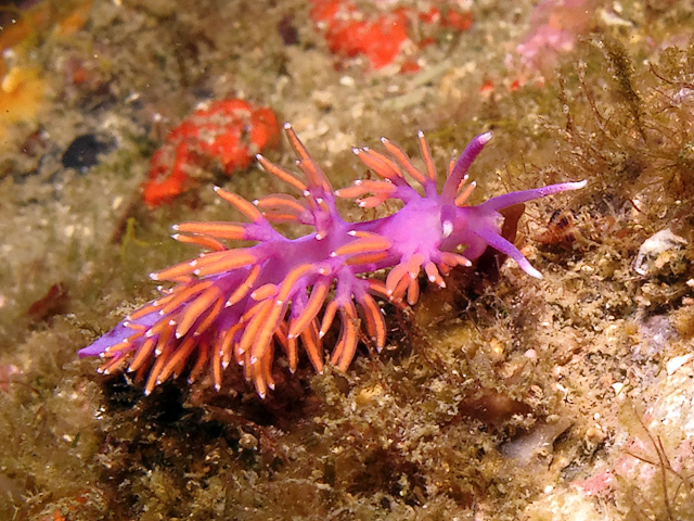 Flabellina ischitana