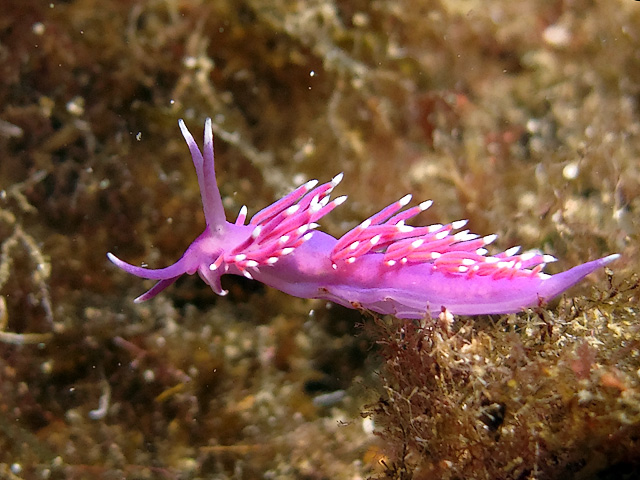 Flabellina pedata