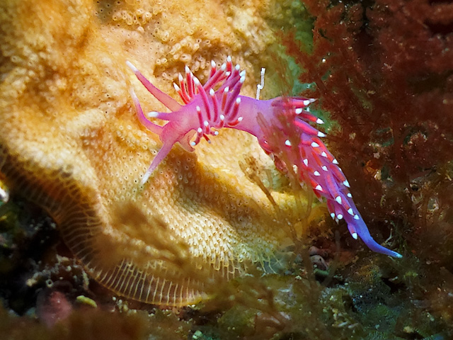 Flabellina pedata