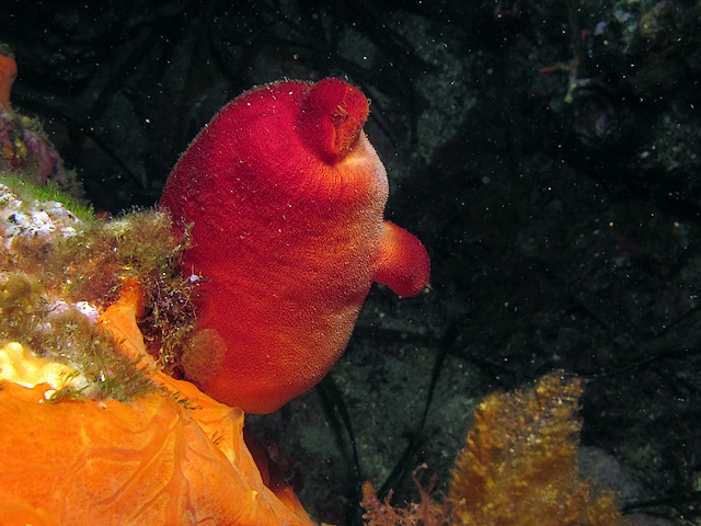 Halocynthia papillosa