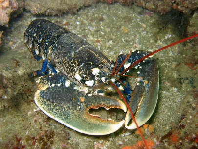 Homarus gammarus