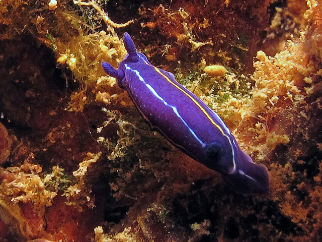 Hypselodoris orsinii