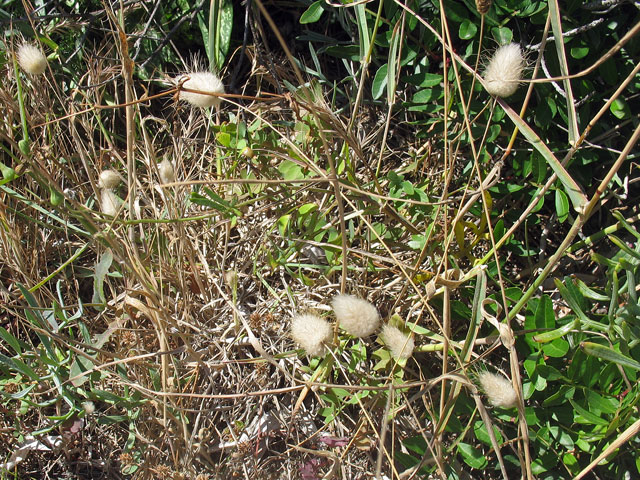 Lagurus ovatus, queue de lièvre