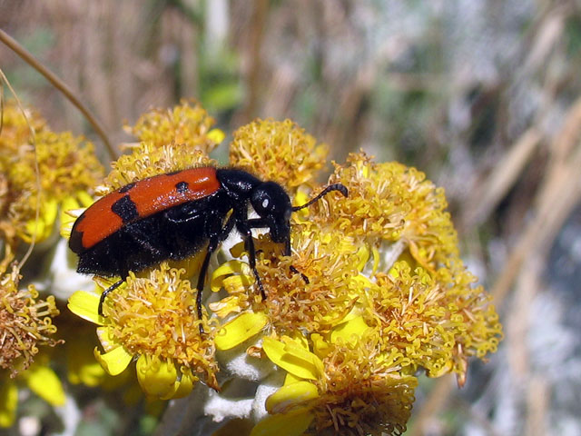 Mylabris quadripunctata