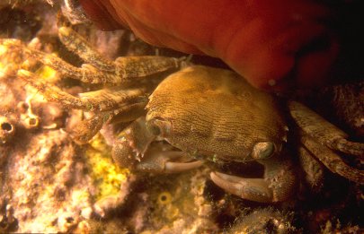 Pachygrapsus marmoratus