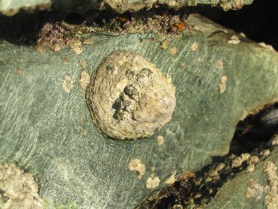 Patella vulgata