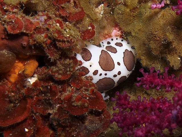 Peltodoris atromaculata