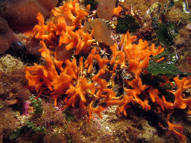 Pentapora fascialis