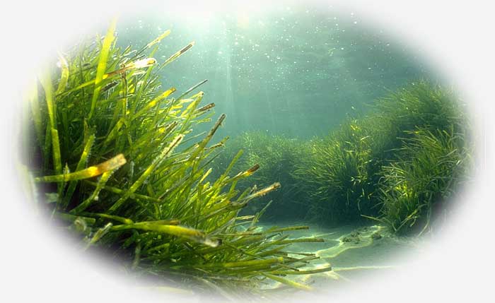 Posidonia oceanica