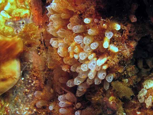 Pycnoclavella nana