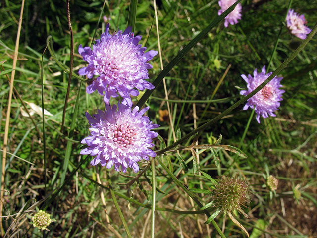 Scabiosa columbaria, scabieuse colombaire