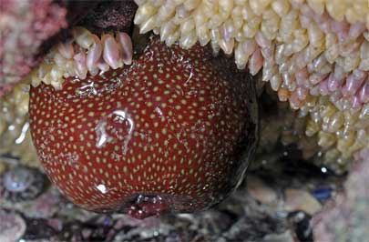 Actinia fragacea