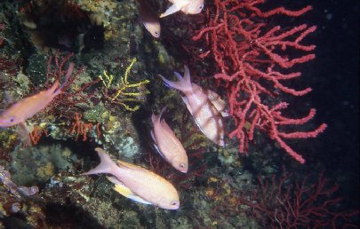 Anthias anthias