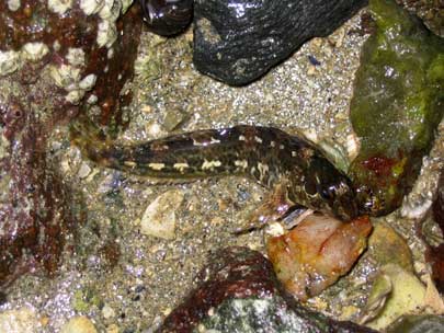 Blennius pholis