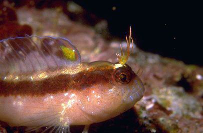 Blennius rouxi