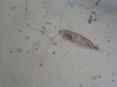 Calanus sp.