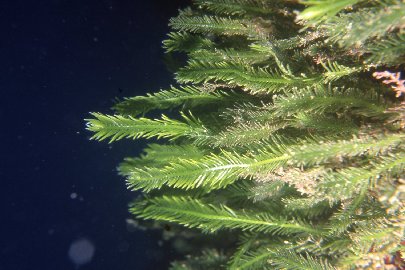 Caulerpa taxifolia