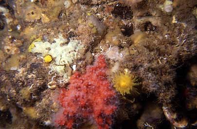 Corallium rubrum en plaque