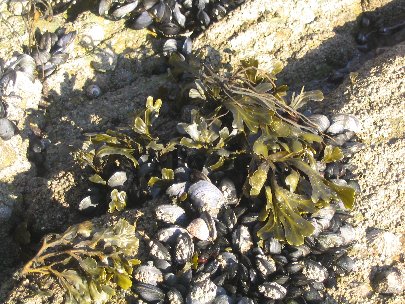 Fucus vesiculosus