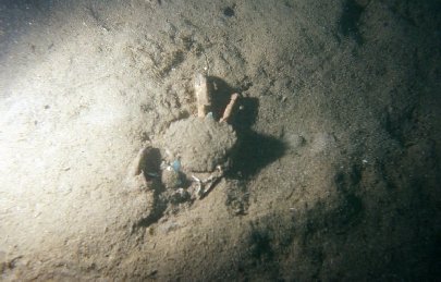 Maïa squinado dans la vase d'un port