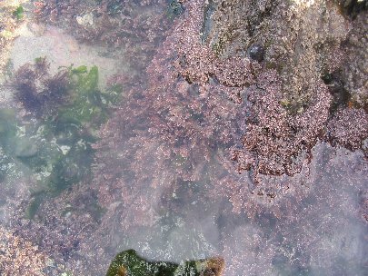 mare bretonne à Corallina officinalis