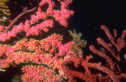 Parerythropodium coralloides