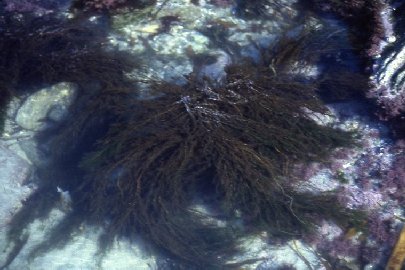 Sargassum muticum